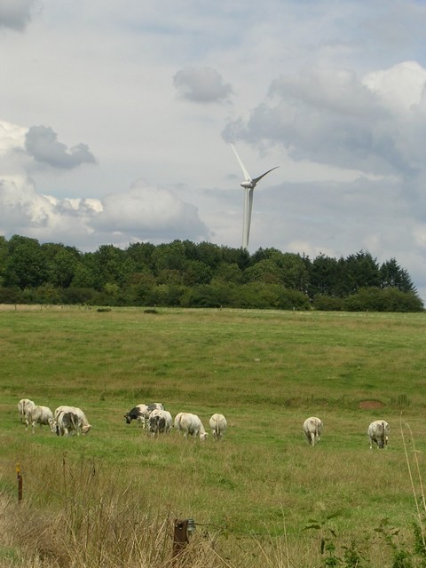 Les oliennes n'ont pas l'air d'inquiter les magnifiques bovins de la prairie  Parfonde Vau.