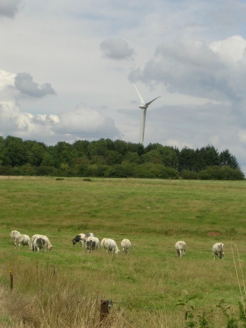 Les oliennes n'ont pas l'air d'inquiter les magnifiques bovins de la prairie  Parfonde Vau.