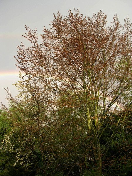 Promesse de printemps derrire le htre pourpre qui dbourre.