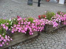 Des fleurs pour un jardin...