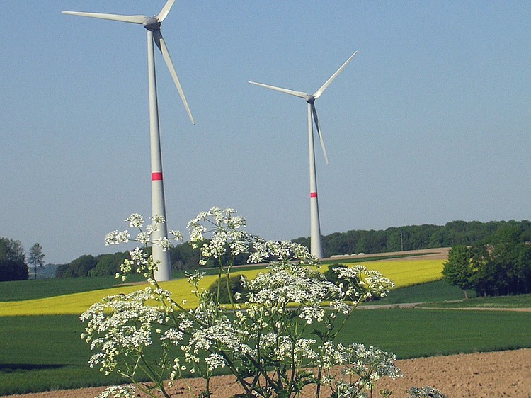 Eoliennes fleuries