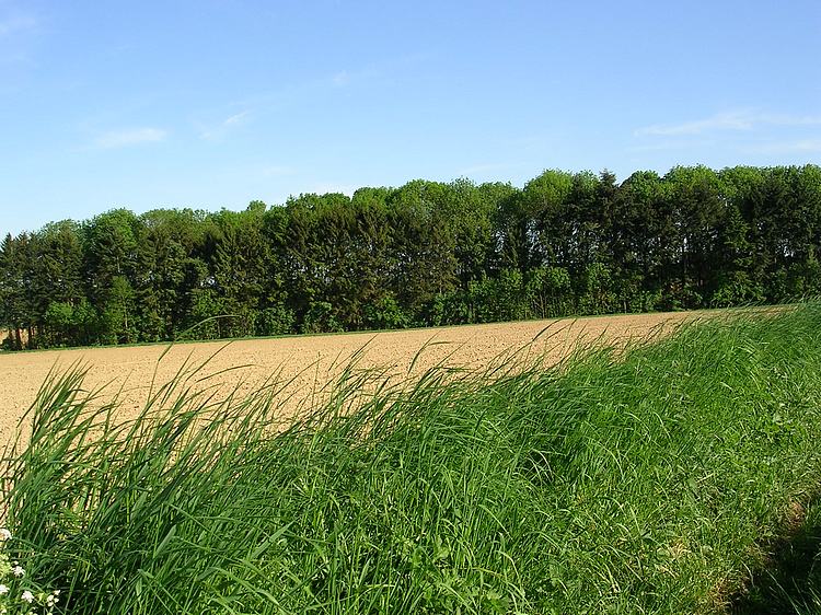 Une vue du chemin de Dorinne