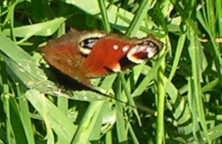 Rencontre avec un lilliputien