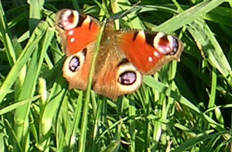 Avec un peu de patience, le beau papillon redploye ses ailes.