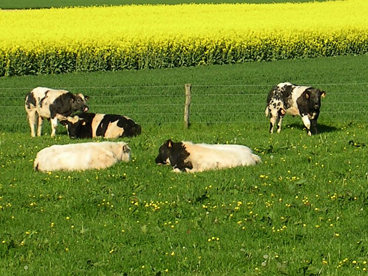 Belles btes ! Par leur prsence, les boutons d'or rclament un peu de chaux pour la prairie.