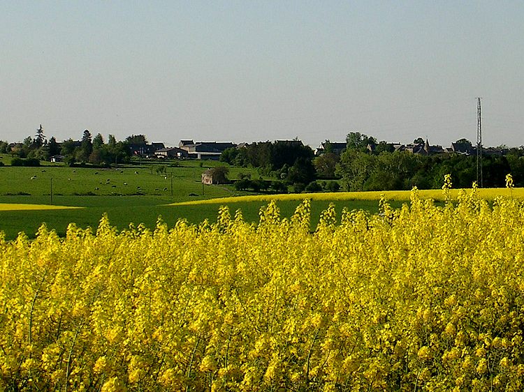 Colza et encore colza en cette anne 2008. A l'arrire, le village de Dorinne.